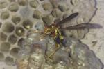 Wasp nest Removal- Exterminator Extraordinaire