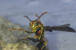 Paper Wasps Removal