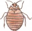 Bed Bug