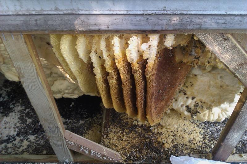 Bee Hive Removal