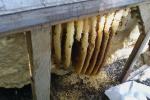 Bee Hive Removal